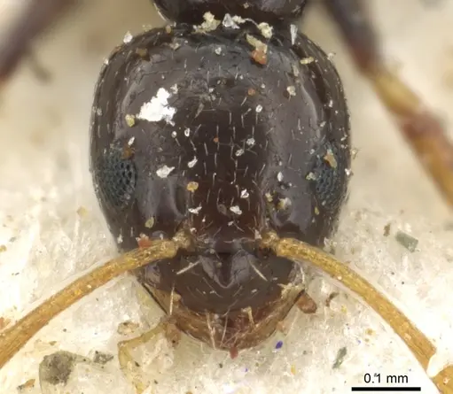 Plagiolepis pygmaea - CASENT0903145