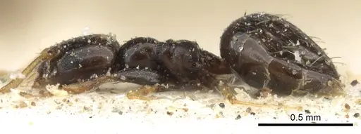 Plagiolepis pygmaea - CASENT0903145