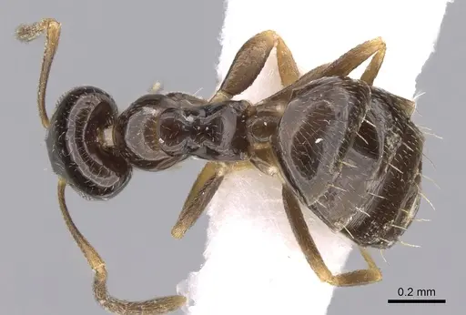 Plagiolepis pygmaea - CASENT0906472