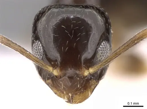 Plagiolepis pygmaea - CASENT0906472