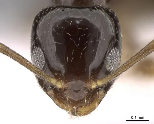 Plagiolepis pygmaea - CASENT0906472