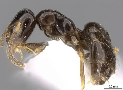 Plagiolepis pygmaea - CASENT0906472