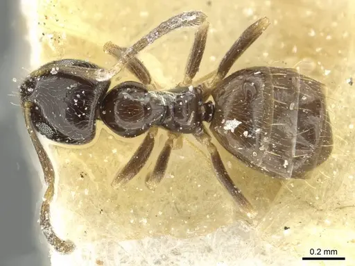 Plagiolepis pygmaea - CASENT0912420