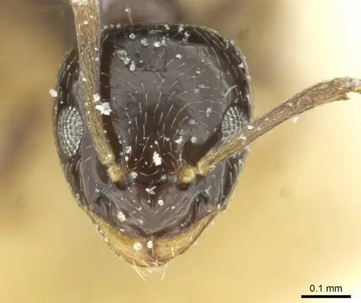 Plagiolepis pygmaea - CASENT0912420