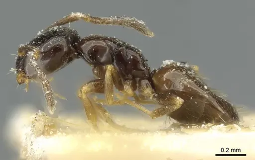 Plagiolepis pygmaea - CASENT0912420