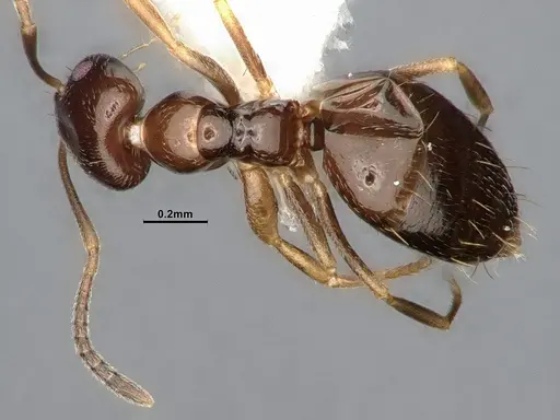 Plagiolepis pyrenaica specimen