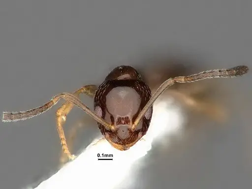 Plagiolepis pyrenaica specimen