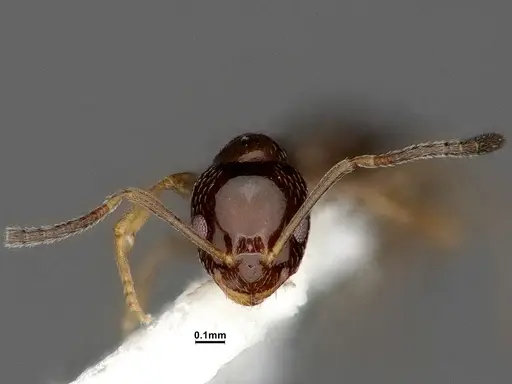 Plagiolepis pyrenaica specimen