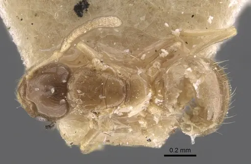 Plagiolepis regis specimen
