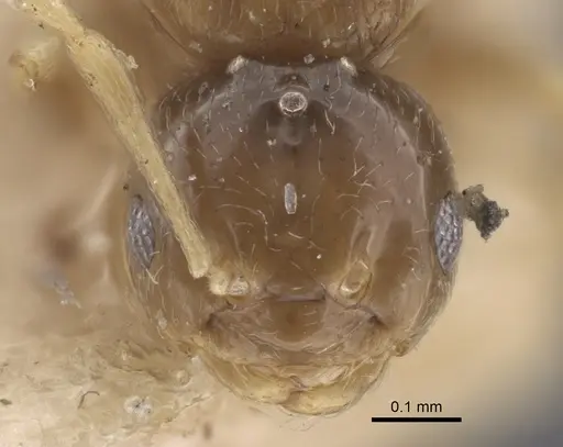 Plagiolepis regis specimen