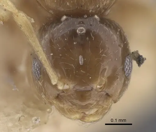 Plagiolepis regis specimen