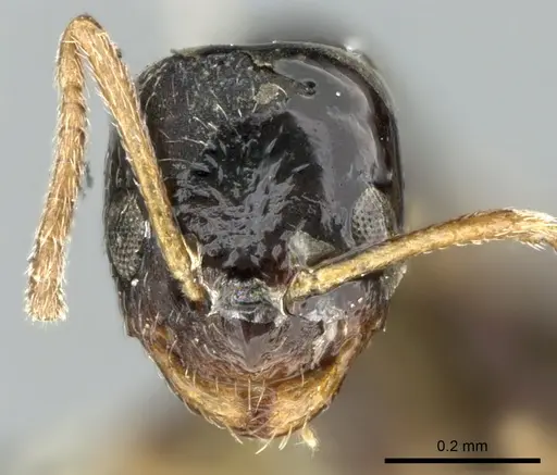 Plagiolepis rogeri specimen