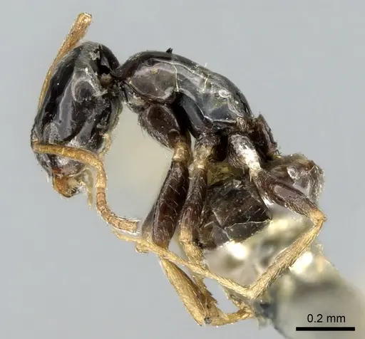 Plagiolepis rogeri specimen