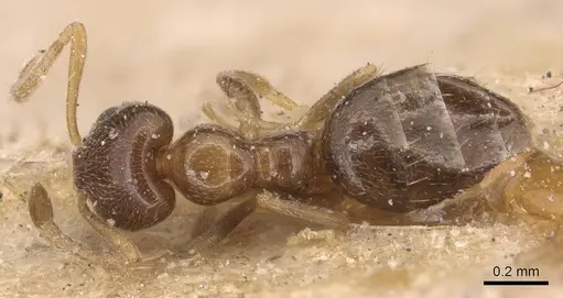 Plagiolepis simoni specimen