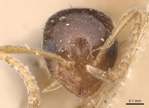 Plagiolepis simoni specimen