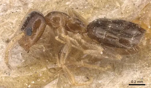 Plagiolepis simoni specimen