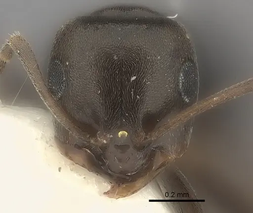 Plagiolepis squamulosa specimen