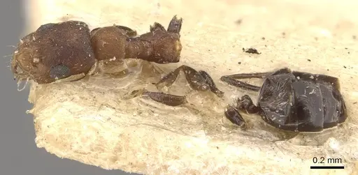 Plagiolepis vanderkelleni specimen