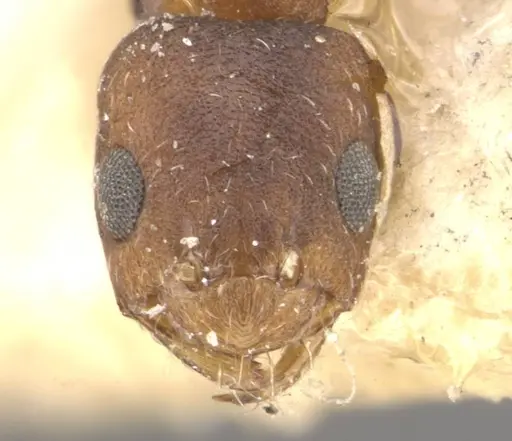 Plagiolepis vanderkelleni specimen