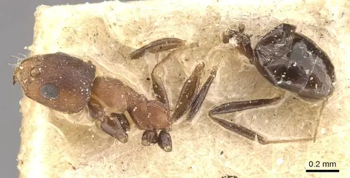 Plagiolepis vanderkelleni specimen