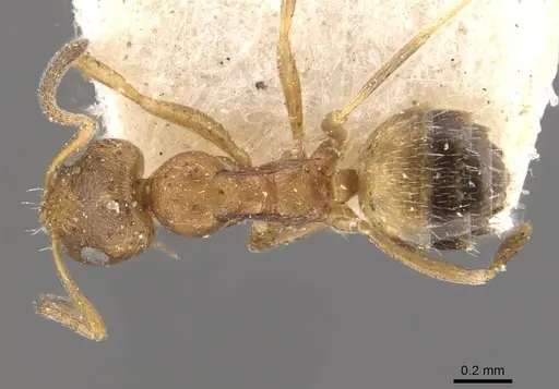 Plagiolepis vanderkelleni - CASENT0909864