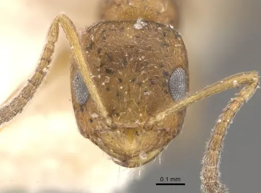 Plagiolepis vanderkelleni - CASENT0909864