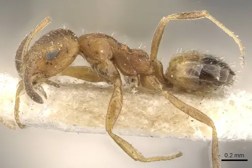 Plagiolepis vanderkelleni - CASENT0909864