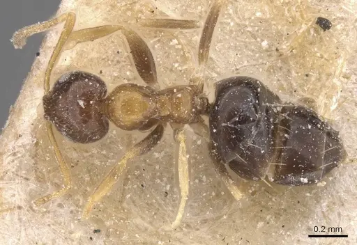 Plagiolepis vanderkelleni - CASENT0912412