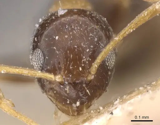 Plagiolepis vanderkelleni - CASENT0912412