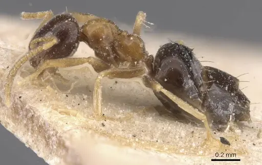 Plagiolepis vanderkelleni - CASENT0912412