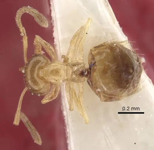 Plagiolepis vladileni specimen