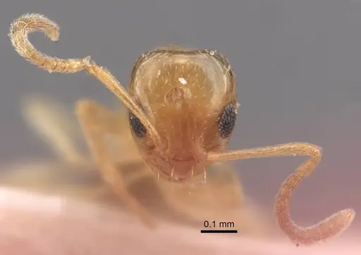 Plagiolepis vladileni specimen