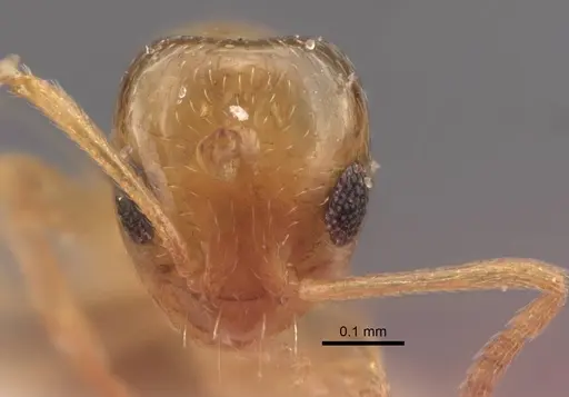 Plagiolepis vladileni specimen