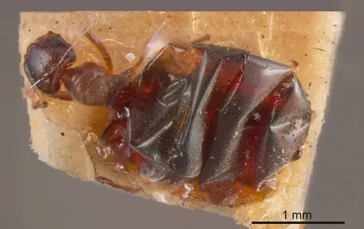 Plagiolepis wilsoni specimen