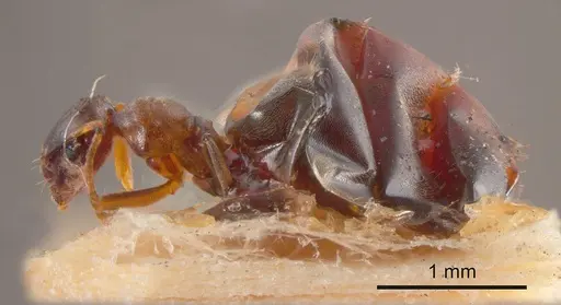 Plagiolepis wilsoni specimen