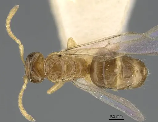 Plagiolepis xene specimen