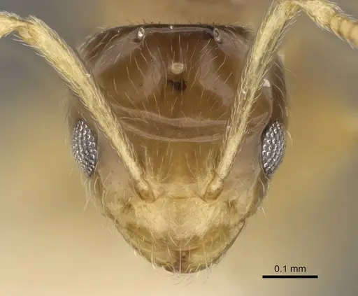 Plagiolepis xene specimen