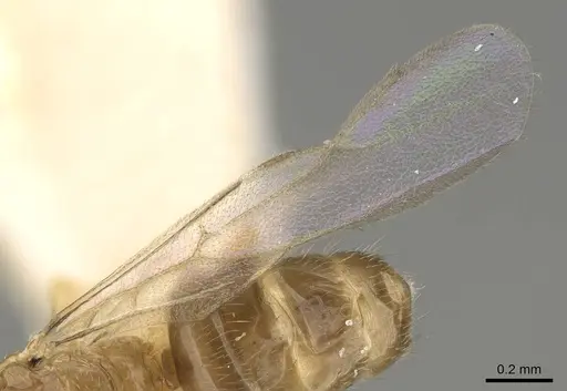 Plagiolepis xene - KG01248B-2