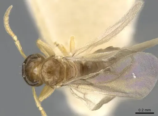 Plagiolepis xene - KG01248B-3