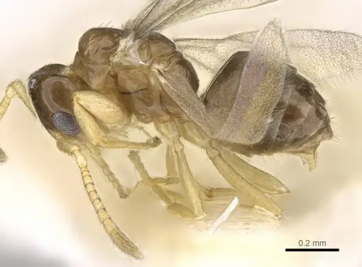 Plagiolepis xene - KG01248B-3