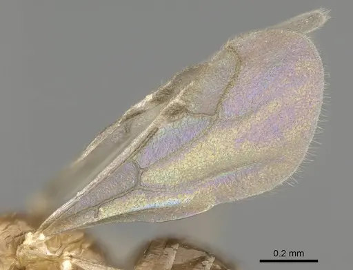 Plagiolepis xene - KG01248B-3