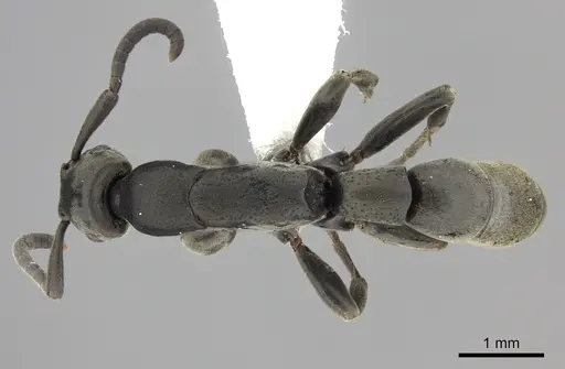 Platythyrea angusta specimen