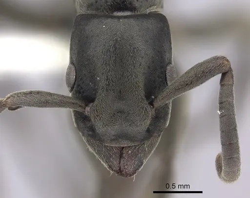 Platythyrea angusta specimen