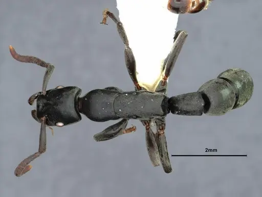 Platythyrea angusta - CASENT0882095