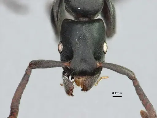 Platythyrea angusta - CASENT0882095