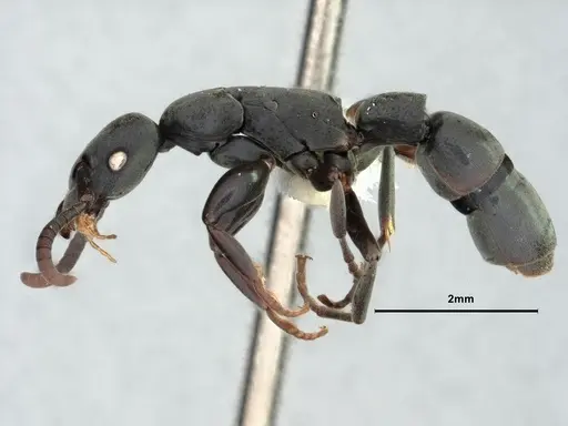 Platythyrea angusta - CASENT0882095