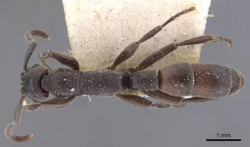 Platythyrea angusta - CASENT0907126