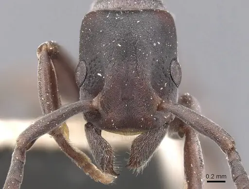 Platythyrea angusta - CASENT0907126