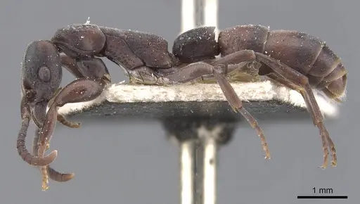 Platythyrea angusta - CASENT0907126