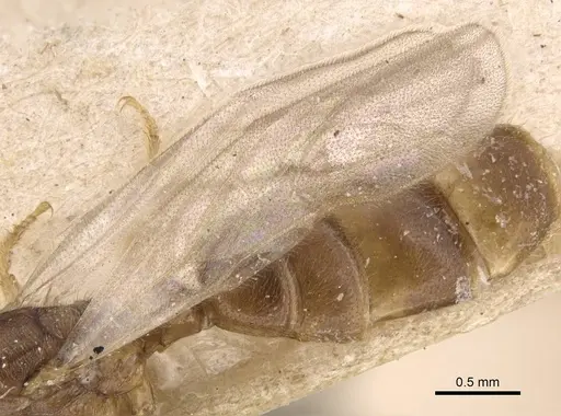 Platythyrea angusta - CASENT0907126